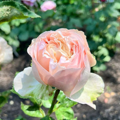 Unforgetable Rose Plant|难忘