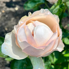Unforgetable Rose Plant|难忘