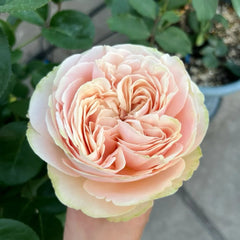 Unforgetable Rose Plant|难忘