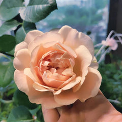 Rose Unforgettable: The Gift of Timeless Beauty