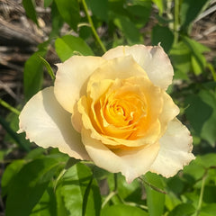 Uriel Rose