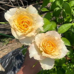 Uriel Rose