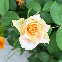 Uriel Rose