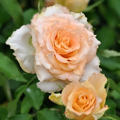 Uriel Rose
