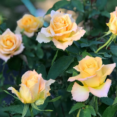Uriel Rose