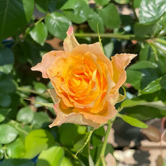 Uriel Rose