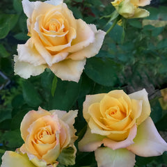 Uriel Rose