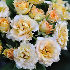 Uriel Rose