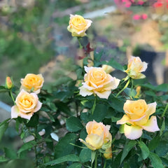 Uriel Rose