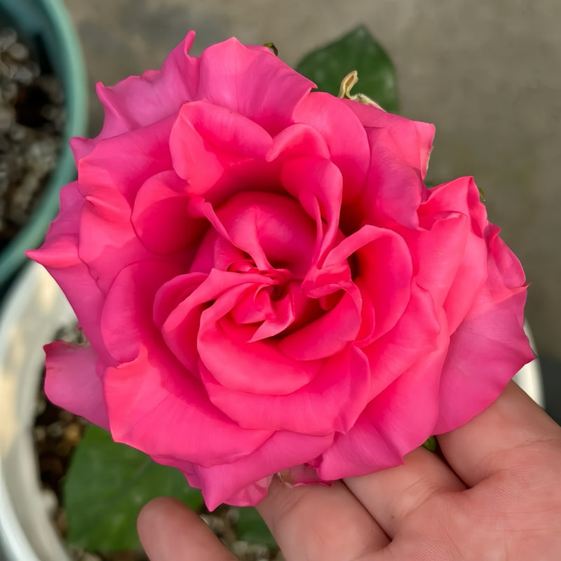 VIPink Rose Plant