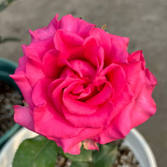 VIPink Rose Plant