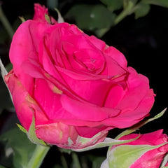 VIPink Rose Plant