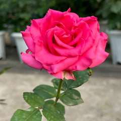 VIPink Rose Plant