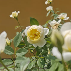 Vanessa Bell Rose Plant|凡妮莎贝尔
