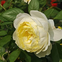 Vanessa Bell Rose Plant|凡妮莎贝尔