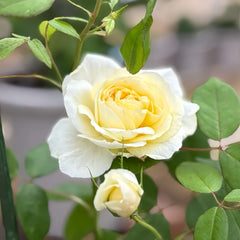 Vanessa Bell Rose Plant|凡妮莎贝尔