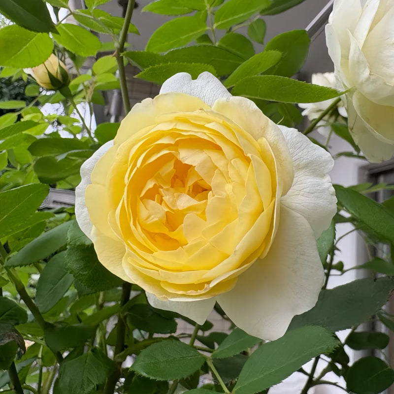 Vanessa Bell Rose Plant|凡妮莎贝尔
