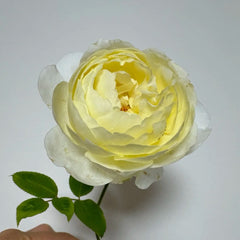 Vanessa Bell Rose Plant|凡妮莎贝尔