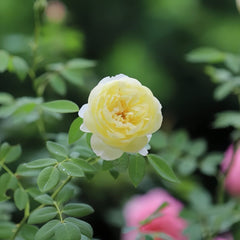 Vanessa Bell Rose Plant|凡妮莎贝尔