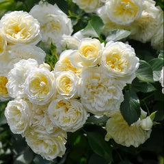 Vanila Bonica Rose Plant|香草博尼卡