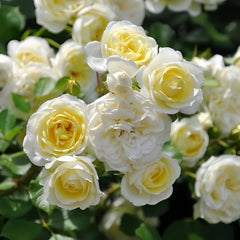 Vanila Bonica Rose Plant|香草博尼卡