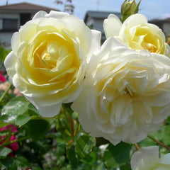 Vanila Bonica Rose Plant|香草博尼卡