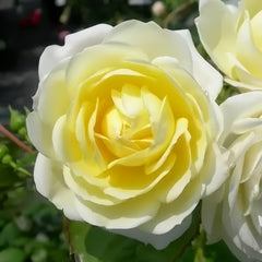 Vanila Bonica Rose Plant|香草博尼卡