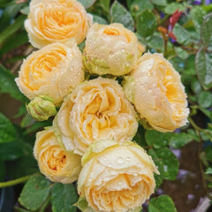 Vanilla Catalina Rose Plant