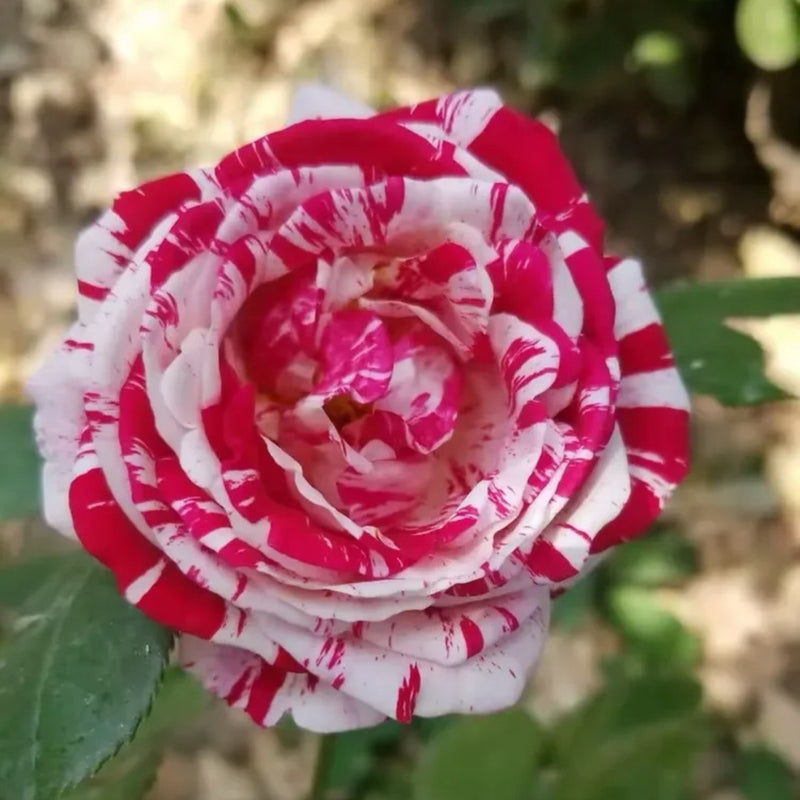 Variegata di Bologna rose