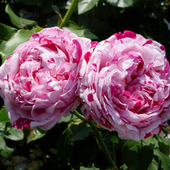 Variegata di Bologna rose