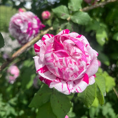 Variegata di Bologna rose