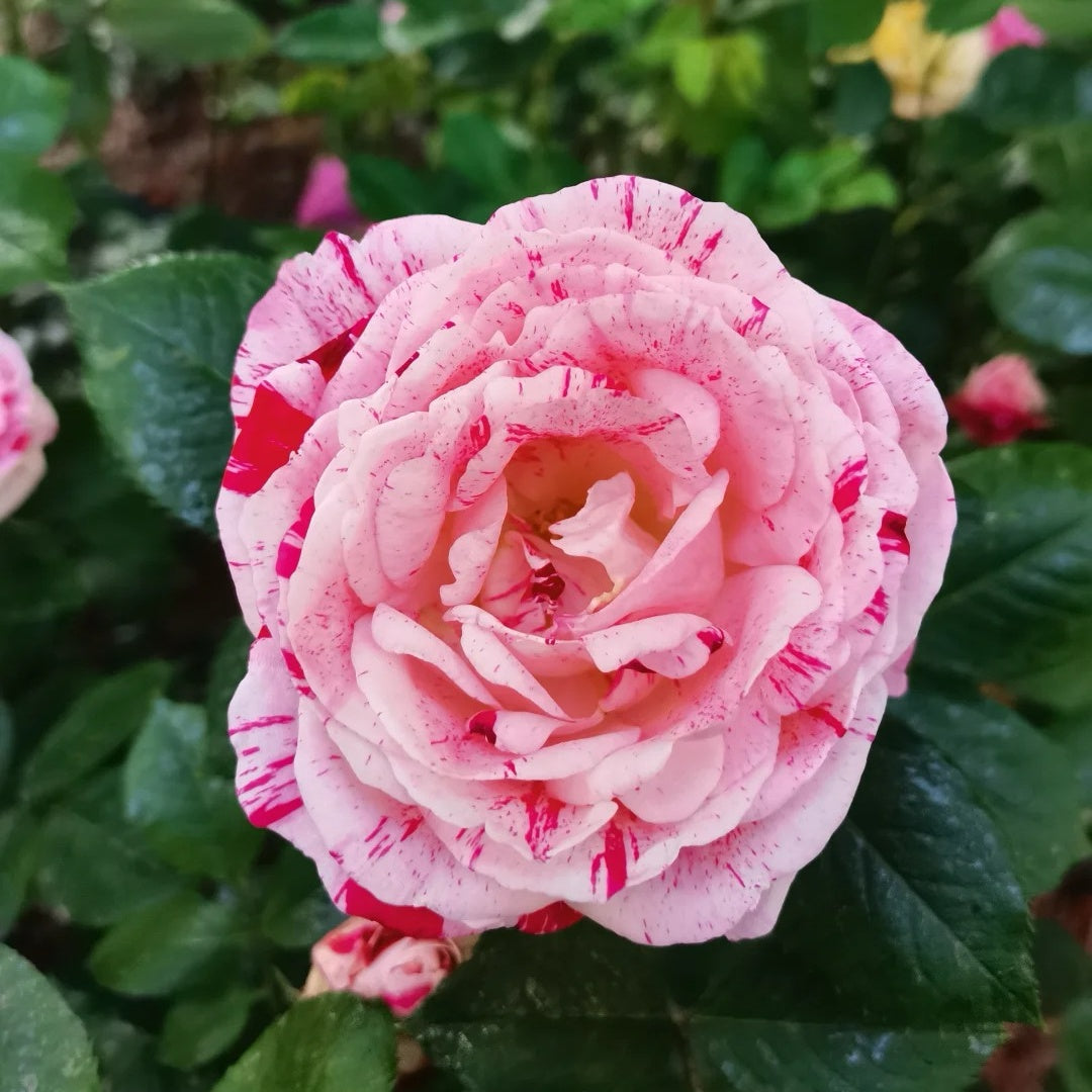 Bologna Roses Variegata di Bologna rose plant|抓破美人脸 – Rose_Explosion