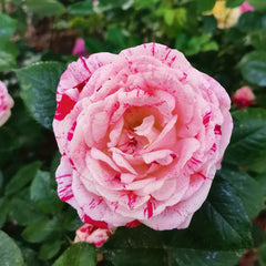 Variegata di Bologna rose