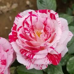 Variegata di Bologna rose