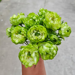 Veggie Rose Plant