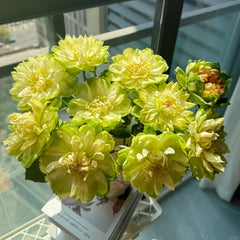 Veggie Rose Plant