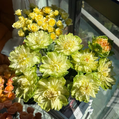 Veggie Rose Plant