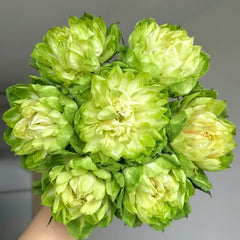 Veggie Rose Plant