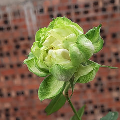 Veggie Rose Plant|青草地