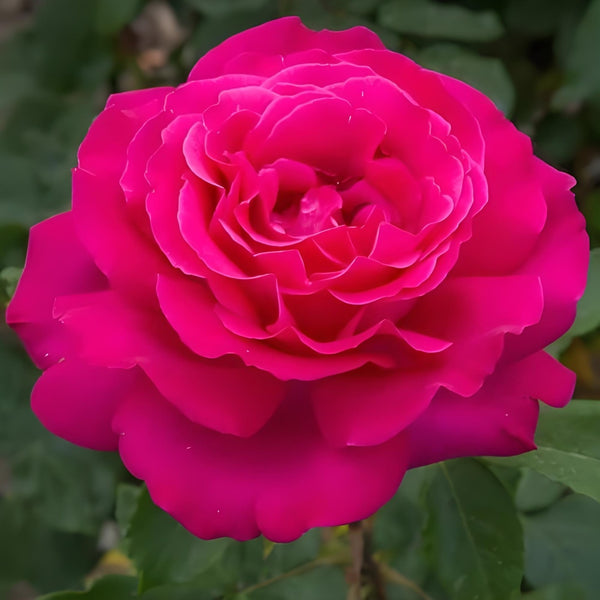 Velasquez Rose Plant｜委拉斯凯兹