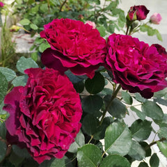 Velvety Twilight Rose Plant