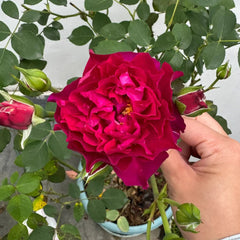 Velvety Twilight Rose Plant