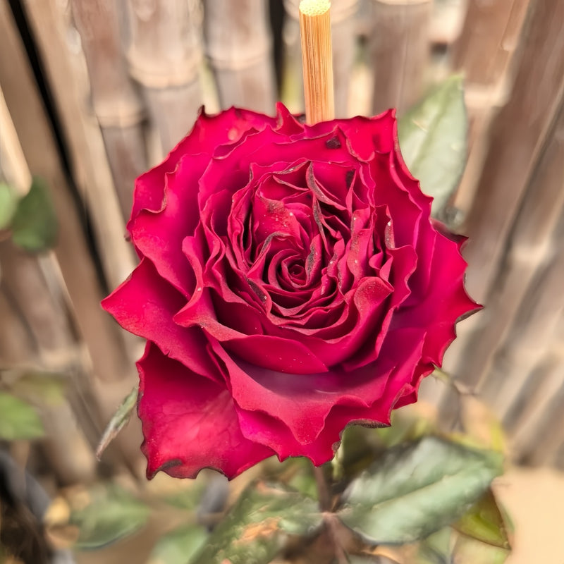 Venturoso Rose Plant|文图罗索