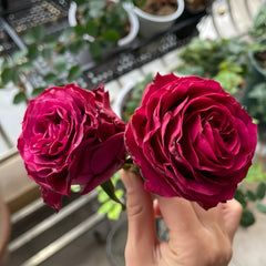 Venturoso Rose Plant|文图罗索