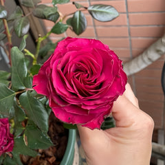 Venturoso Rose Plant|文图罗索