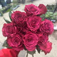 Venturoso Rose Plant|文图罗索