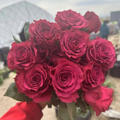 Venturoso Rose Plant|文图罗索