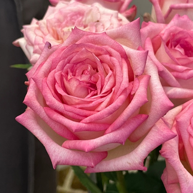 French rose-Verdi Rose