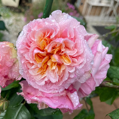 Versigny Rose Plant