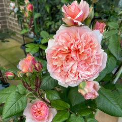 Versigny Rose Plant